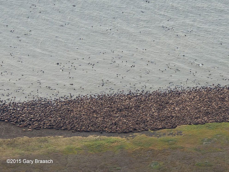 alaska-walruses-climate-change