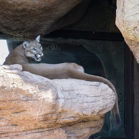 Arizona - desert museum - le puma