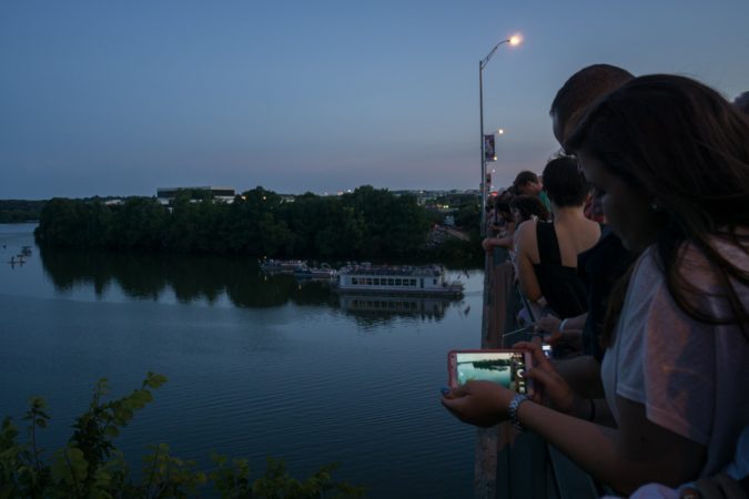 Austin texas- chauve souris