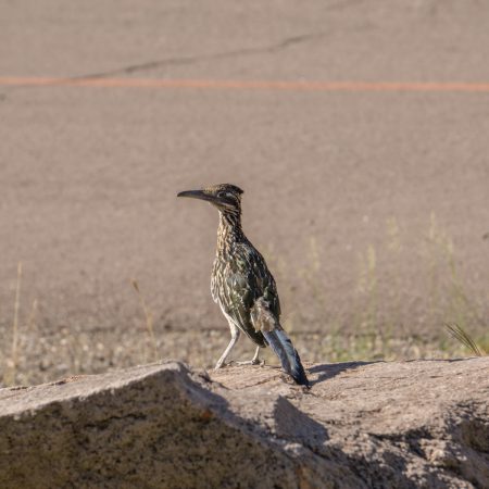 Big Bend Texas - road runner