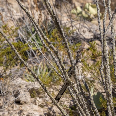 Big Bend Texas - road runner 