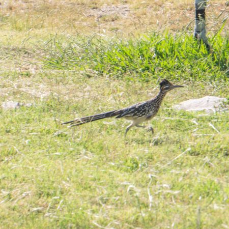 Big Bend texas-2 le road runner