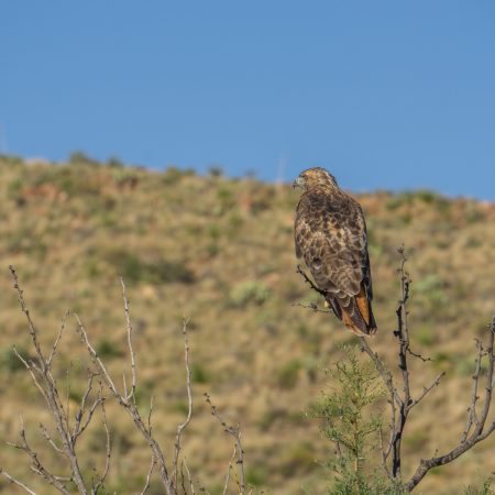 Big Bend Texas - hawk