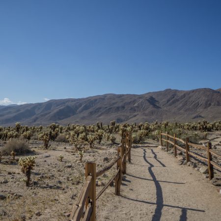 california - joshua tree - 