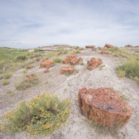 petrified forest arizona