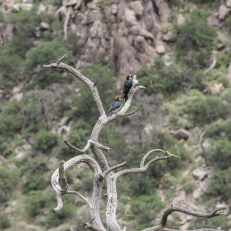 Chiricahua Arizona-17