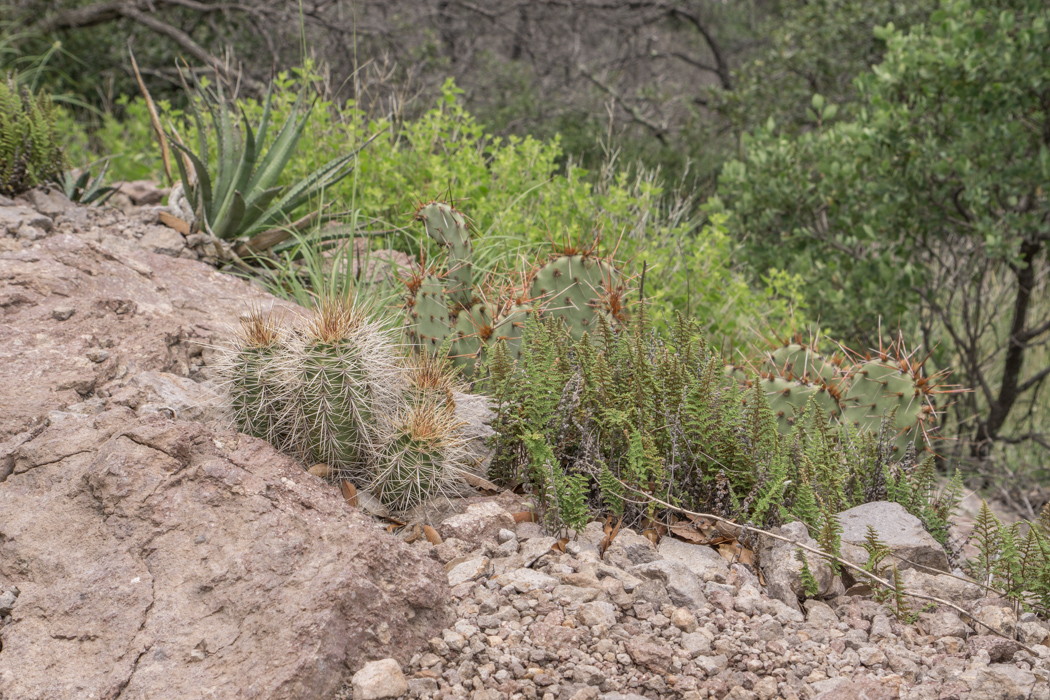 Chiricahua Arizona-18