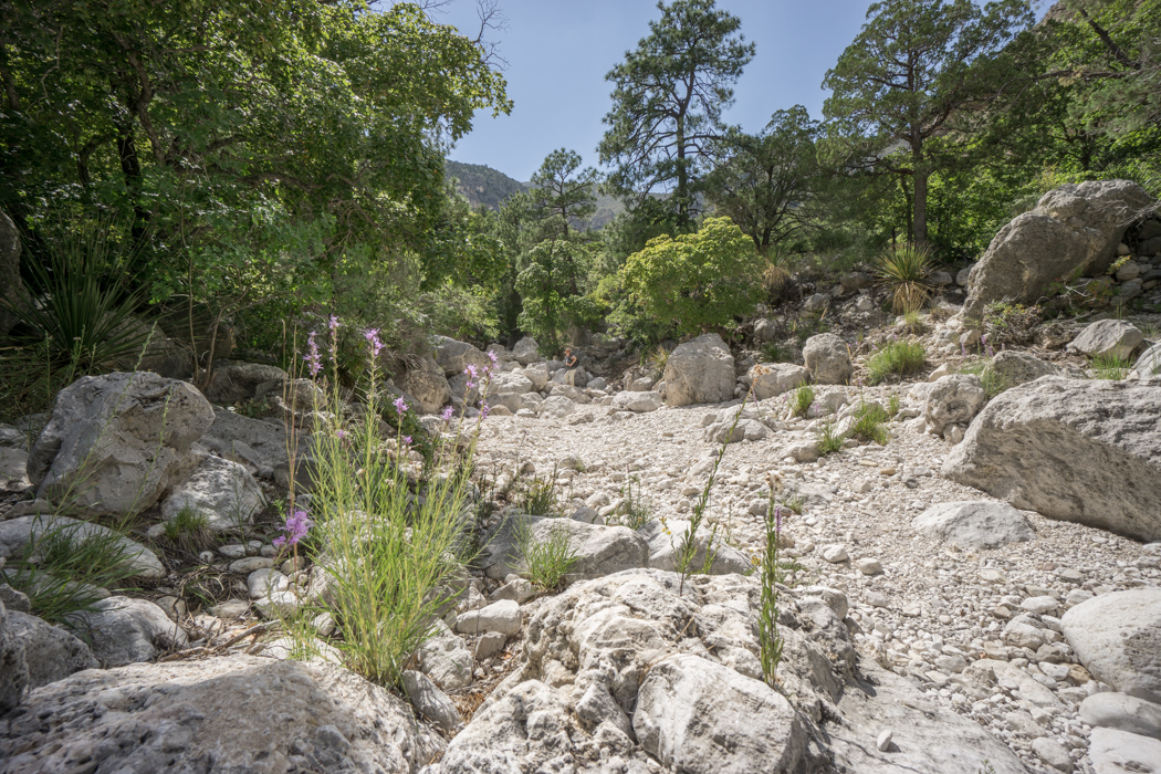 Guadalupe Mountains National Park Texas-17