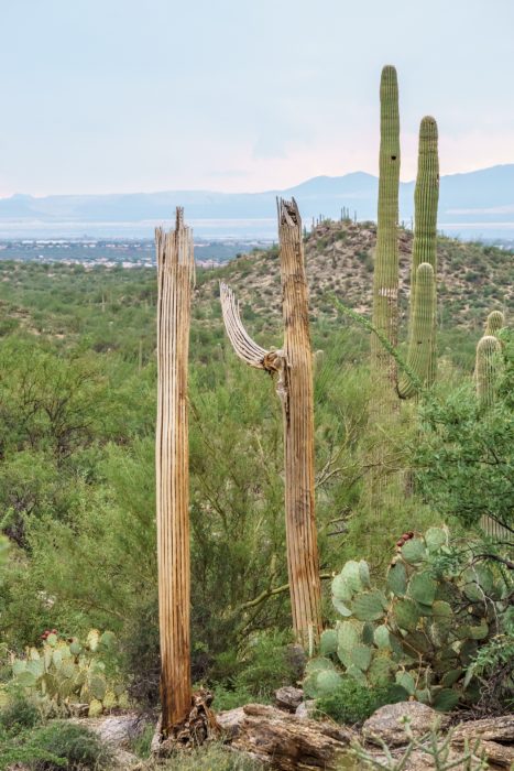 Saguaro Cactus Arizona-11