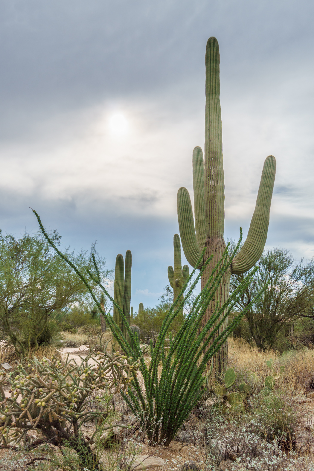 Saguaro Cactus Arizona-2