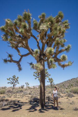 Joshua Tree Park-1