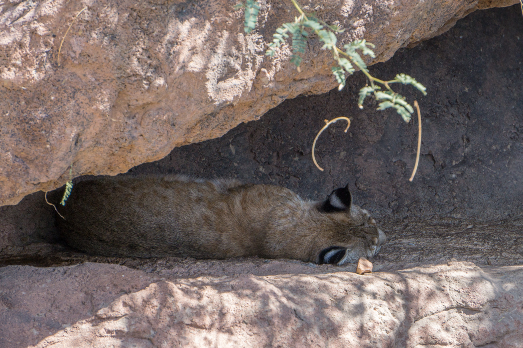 Tucson Arizona big cat