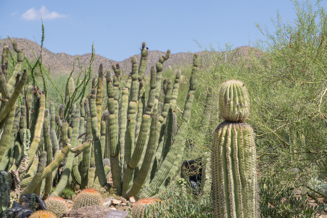 Tucson Arizona cactus