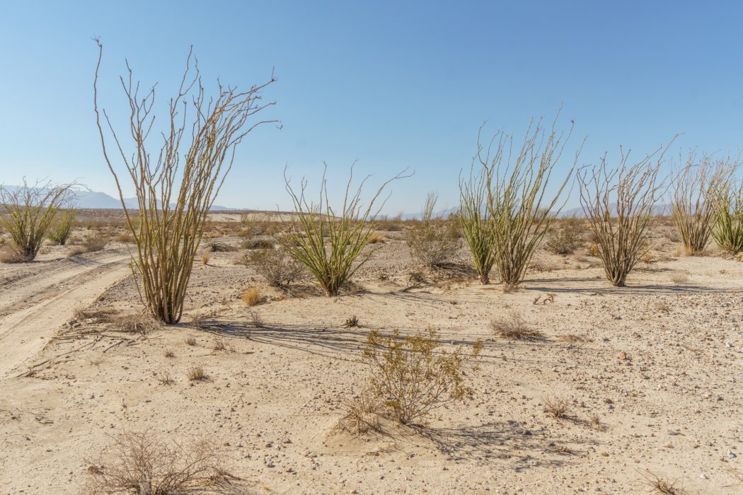 Anza Borrego Californie-16