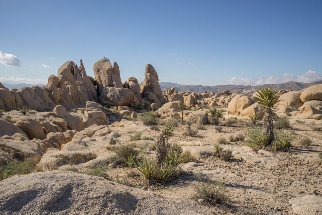 Joshua Tree Park California-16