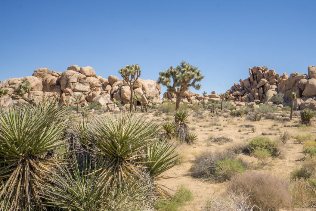 Joshua Tree Park California-2