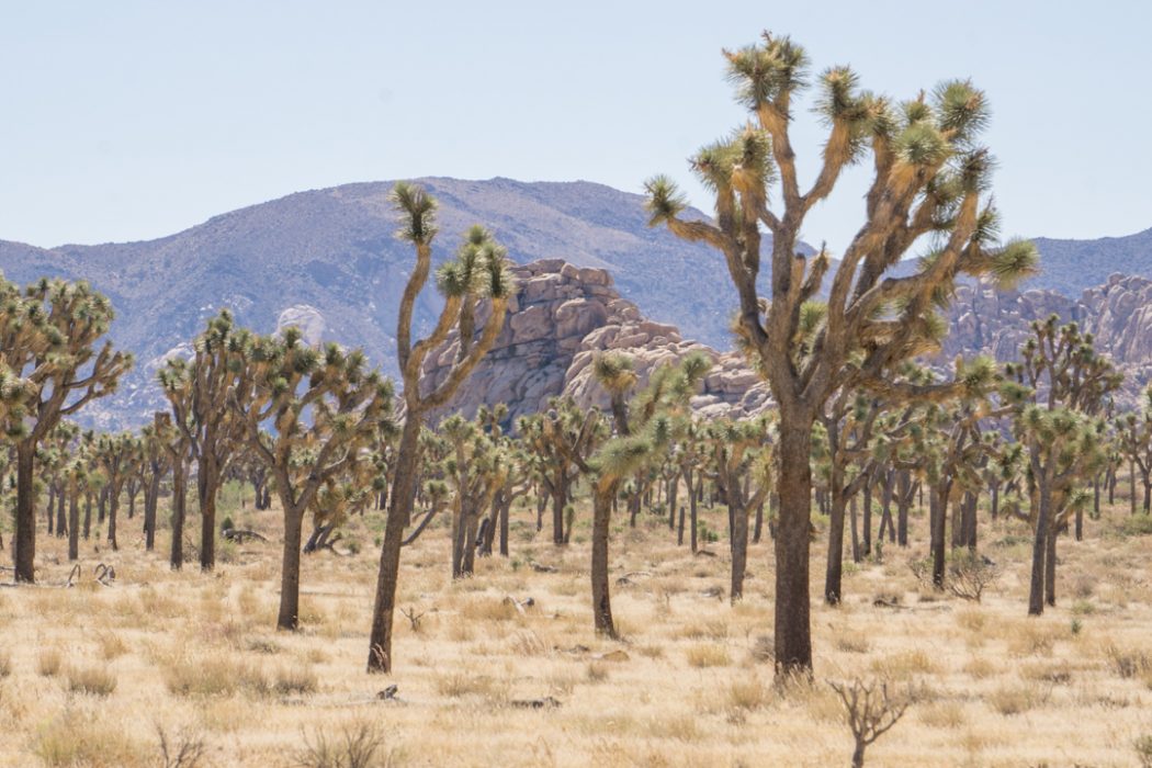 Joshua Tree Park California-3