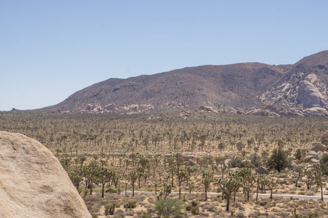 Joshua Tree Park California-6