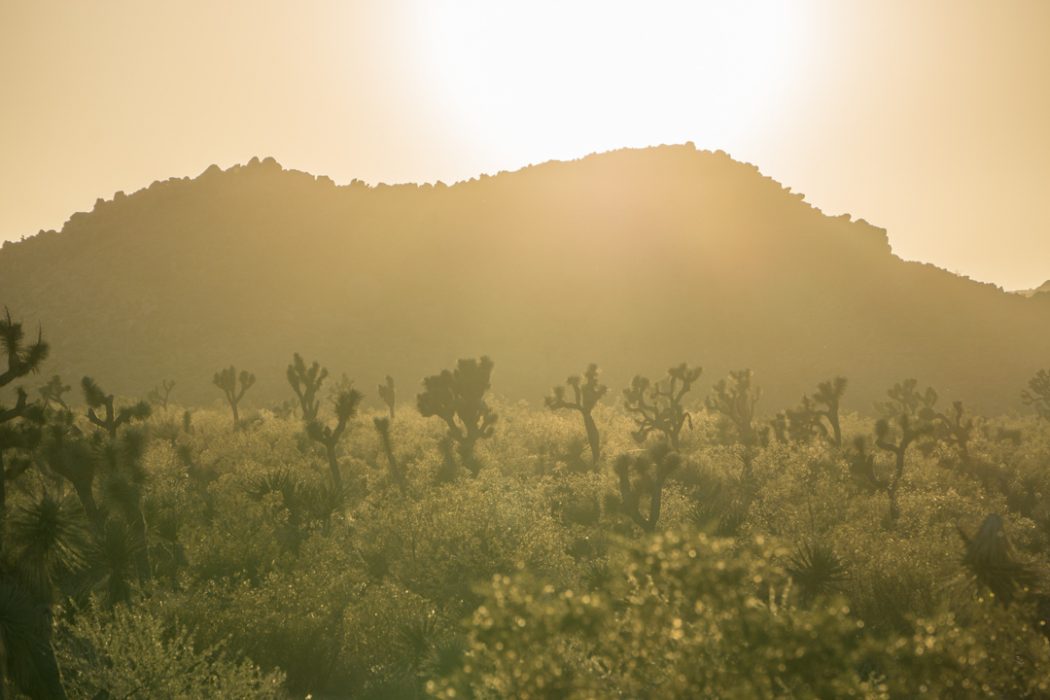 Sunset Joshua Tree Park California-1