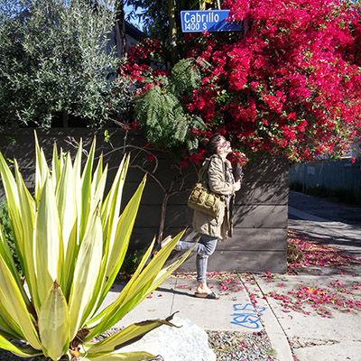 bougainvillés california