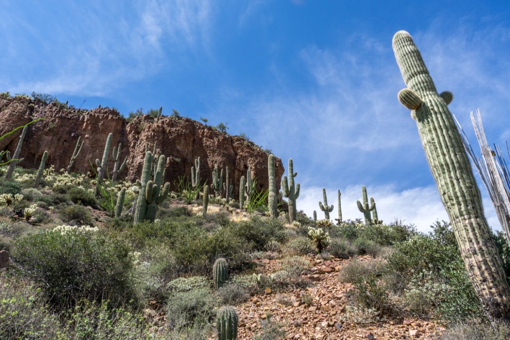 Apache Trail Arizona-10