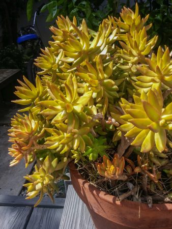 Cactus Venice Beach Los Angeles California-19