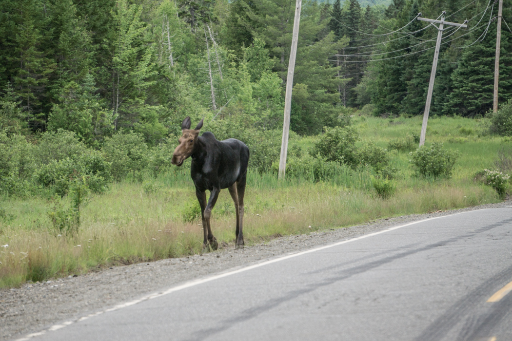 Moose Tour Maine-1-2