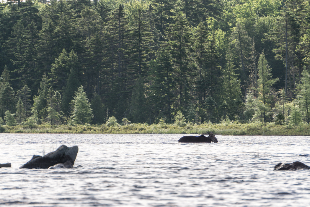 Moose Tour Maine-5