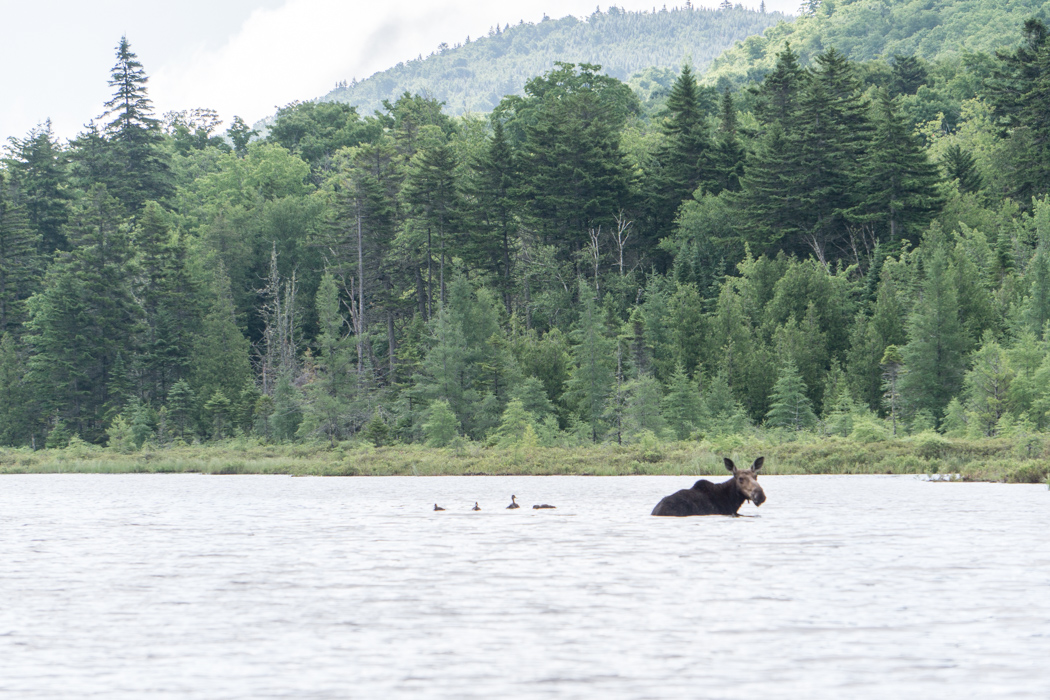 Moose Tour Maine-6