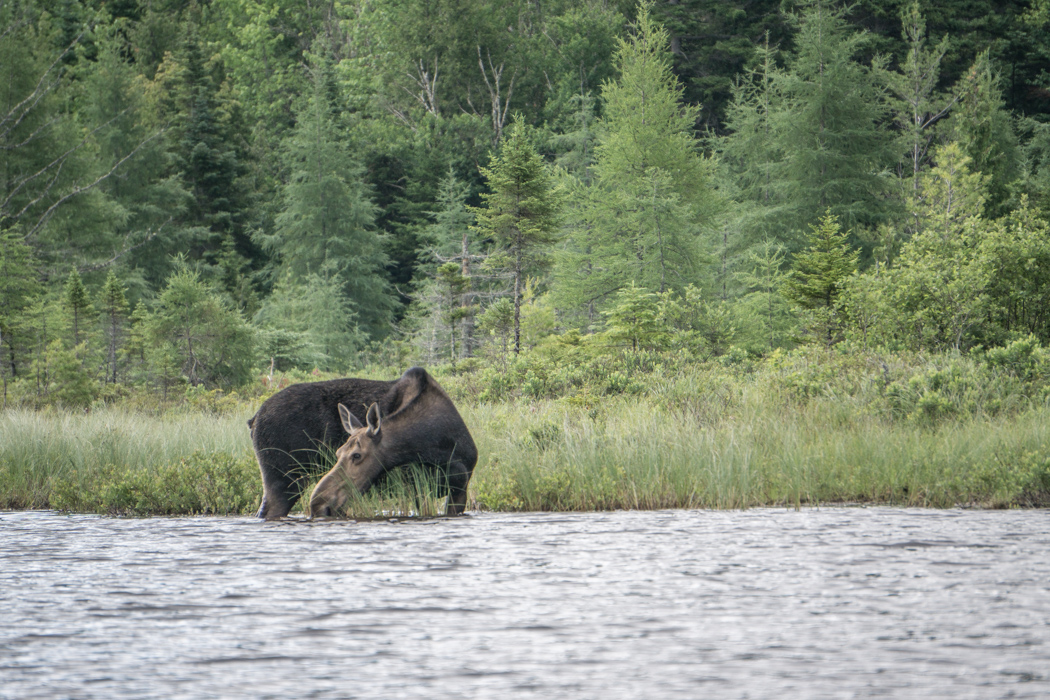 Moose Tour Maine-7