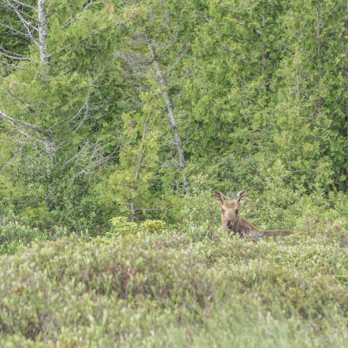 Moose Tour Maine-8