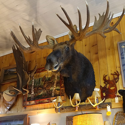 trophee moose