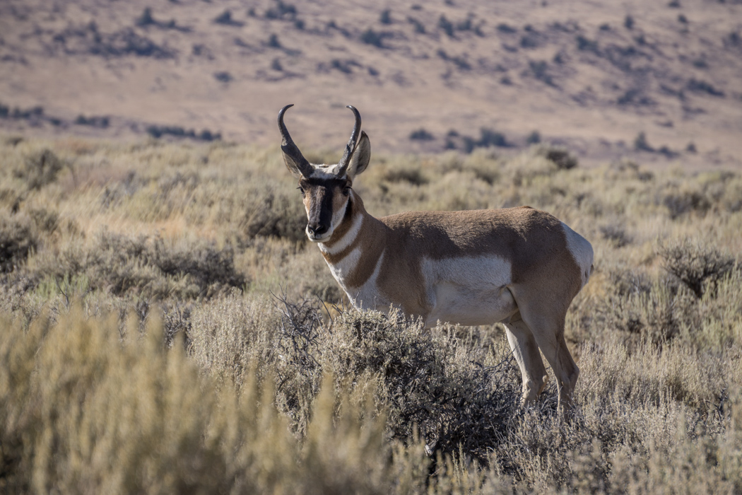 antilope-oregon-1