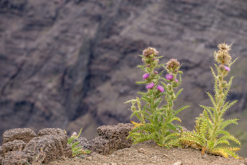 chardon-steen-mountains-oregon-1