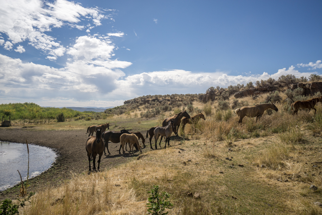 road-trip-oregon-chevaux-ranch-1