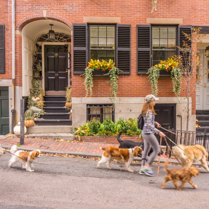 Boston dog walker beacon hill