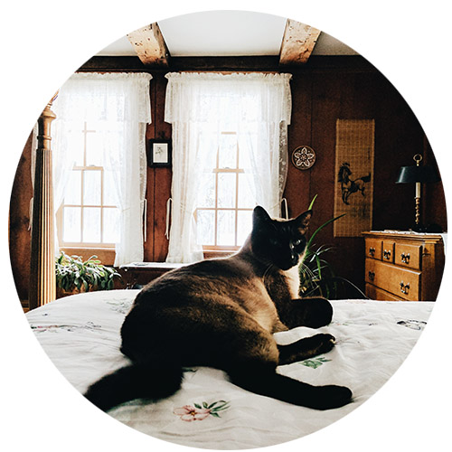 Leroy, chat de AirBnb