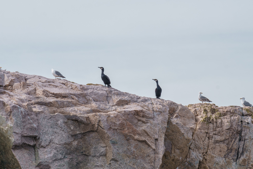 Maine Deer Isle-19