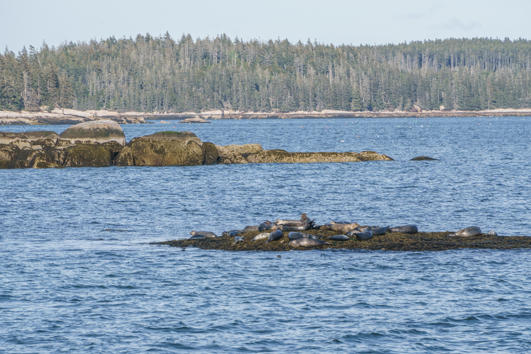 Maine Deer Isle-22