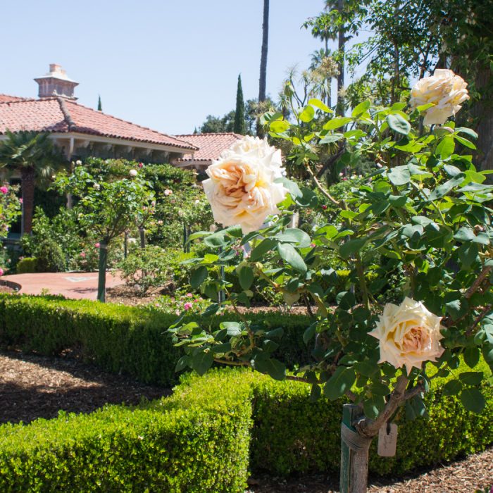 Hearst Castle, San Simeon 3