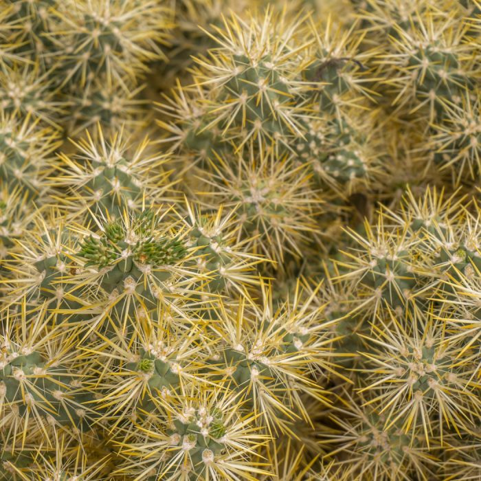 Scottys Castle Death Valley-2