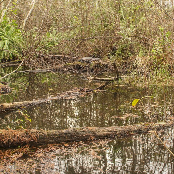 Wet tour alligator