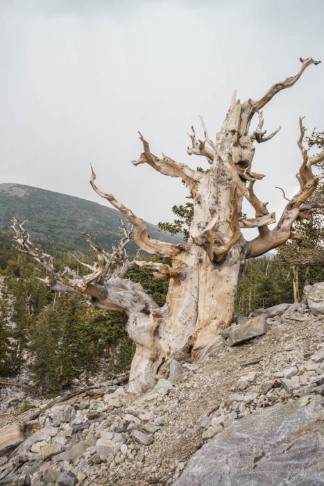 Great Basin National Park Nevada-10