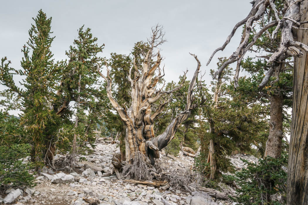 Great Basin National Park Nevada-9